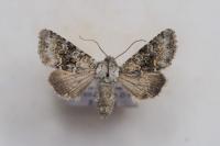 Hecatera bicolorata