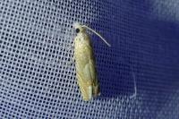 Eucosma conterminana