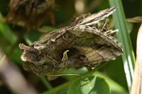 Autographa gamma