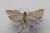 Phycitodes inquinatella