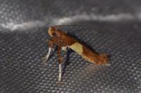 Caloptilia semifascia