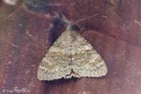Catocala elocata
