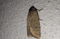 Caradrina clavipalpis
