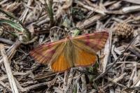 Lythria purpuraria