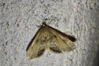 Cataclysta lemnata