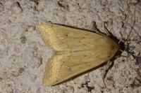 Mythimna vitellina