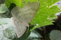 Cabera exanthemata