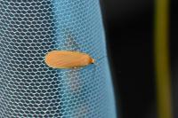Wittia sororcula
