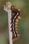 Acronicta rumicis