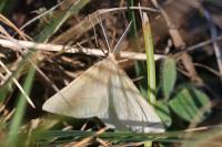 Aspitates ochrearia