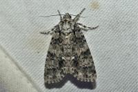 Acronicta rumicis