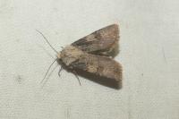 Agrotis puta