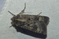 Agrotis trux