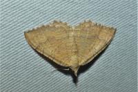 Camptogramma bilineata