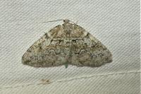 Cleorodes lichenaria