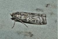 Dioryctria mendacella