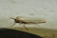 Eilema caniola