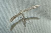 Emmelina argoteles/monodactyla