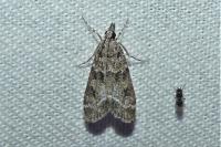 Eudonia mercurella
