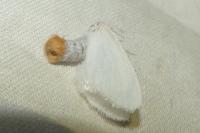 Sphrageidus similis