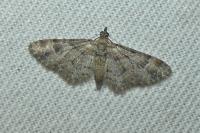 Gymnoscelis rufifasciata