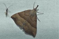 Hypena proboscidalis