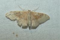 Idaea degeneraria
