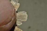 Mythimna impura