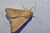 Mythimna vitellina