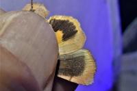 Noctua janthina