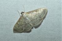 Patania ruralis