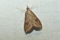 Udea ferrugalis