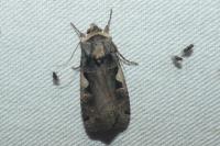 Xestia c-nigrum