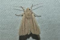 Mythimna impura