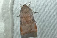 Noctua janthina