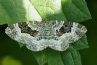 Epirrhoe alternata