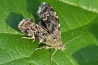 Anthophila fabriciana