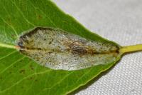 Phyllonorycter corylifoliella