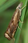 Agriphila geniculea