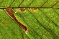 Stigmella microtheriella