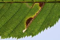 Stigmella microtheriella