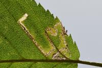 Stigmella microtheriella