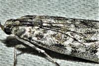 Dioryctria mendacella