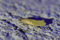Ypsolopha alpella