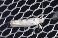 Niphonympha dealbatella