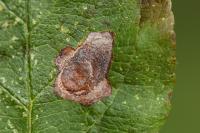 Leucoptera malifoliella