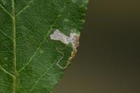 Stigmella