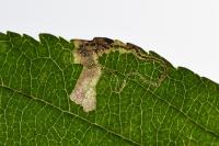 Stigmella