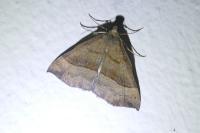 Hypena proboscidalis