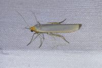 Eilema caniola